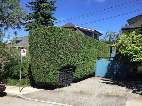 Higher Ground Gardens Professional Hedge Trimming Landscape Contractor Vancouver BC