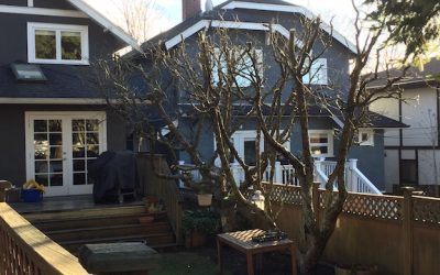 Want Healthy Trees? Book Your Winter Tree Pruning Now for January
