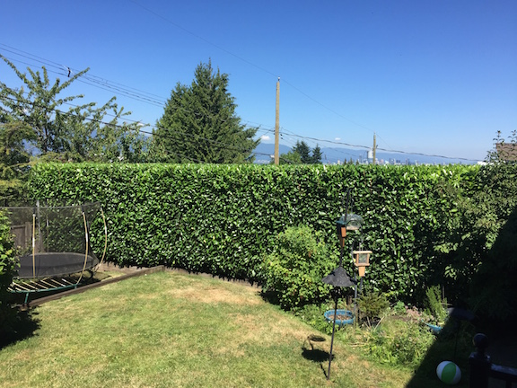 Hedge trim - English laurel