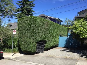 Higher Ground Gardens cedar hedge trimming