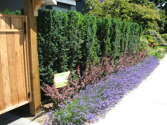 yew-barberry-lavender-border hedge installation