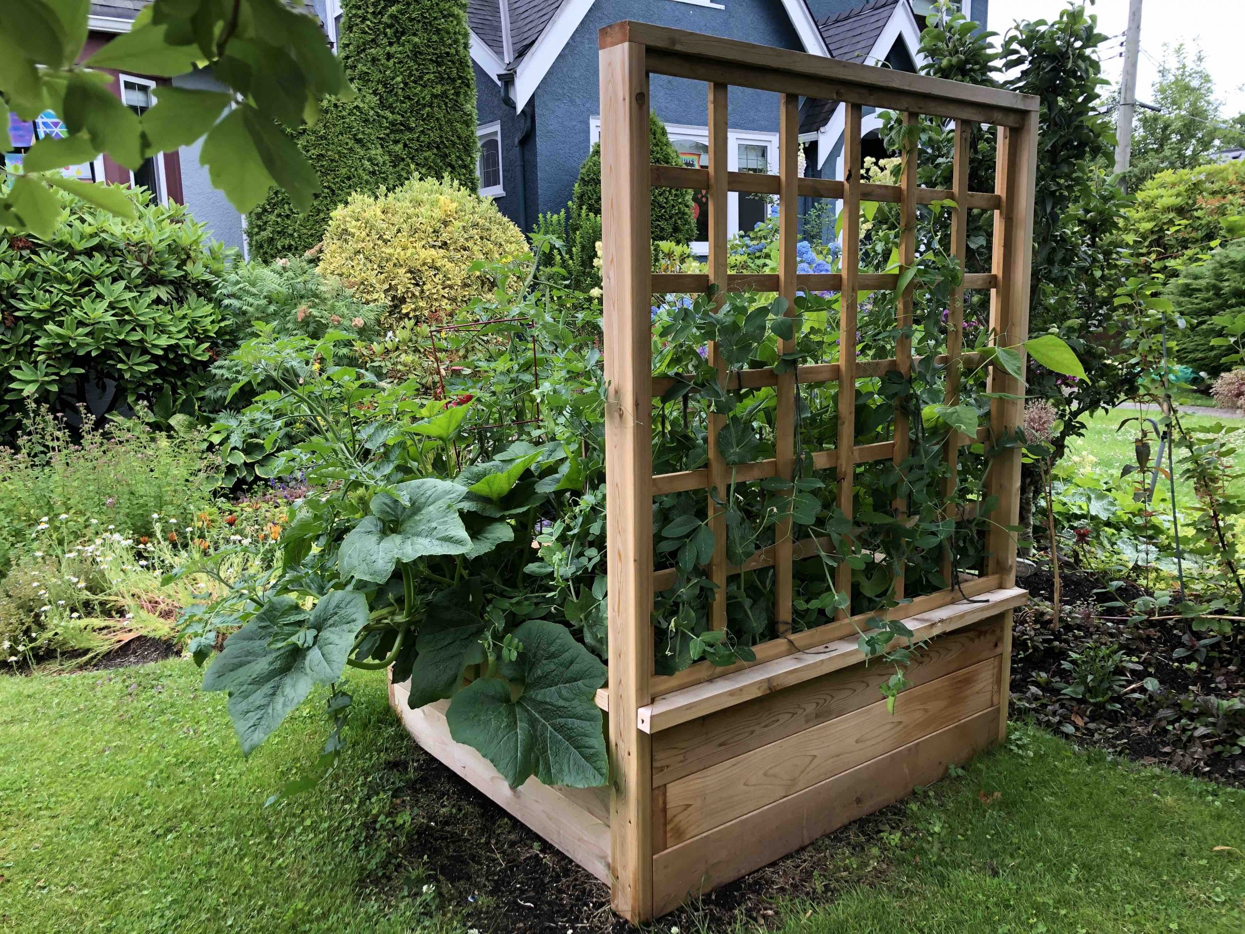 Raised cedar vegetable garden box with square trellis