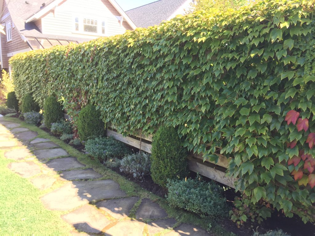 Living fence vine covered cedar fence vancouver bc 